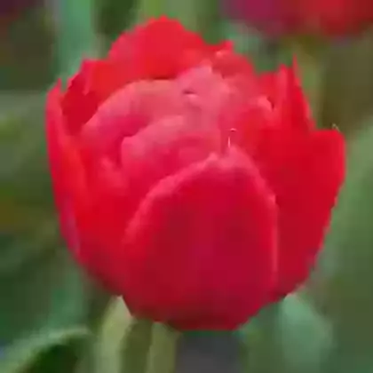 Abba